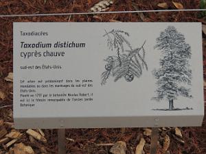 21 Affiche cypres Chauve